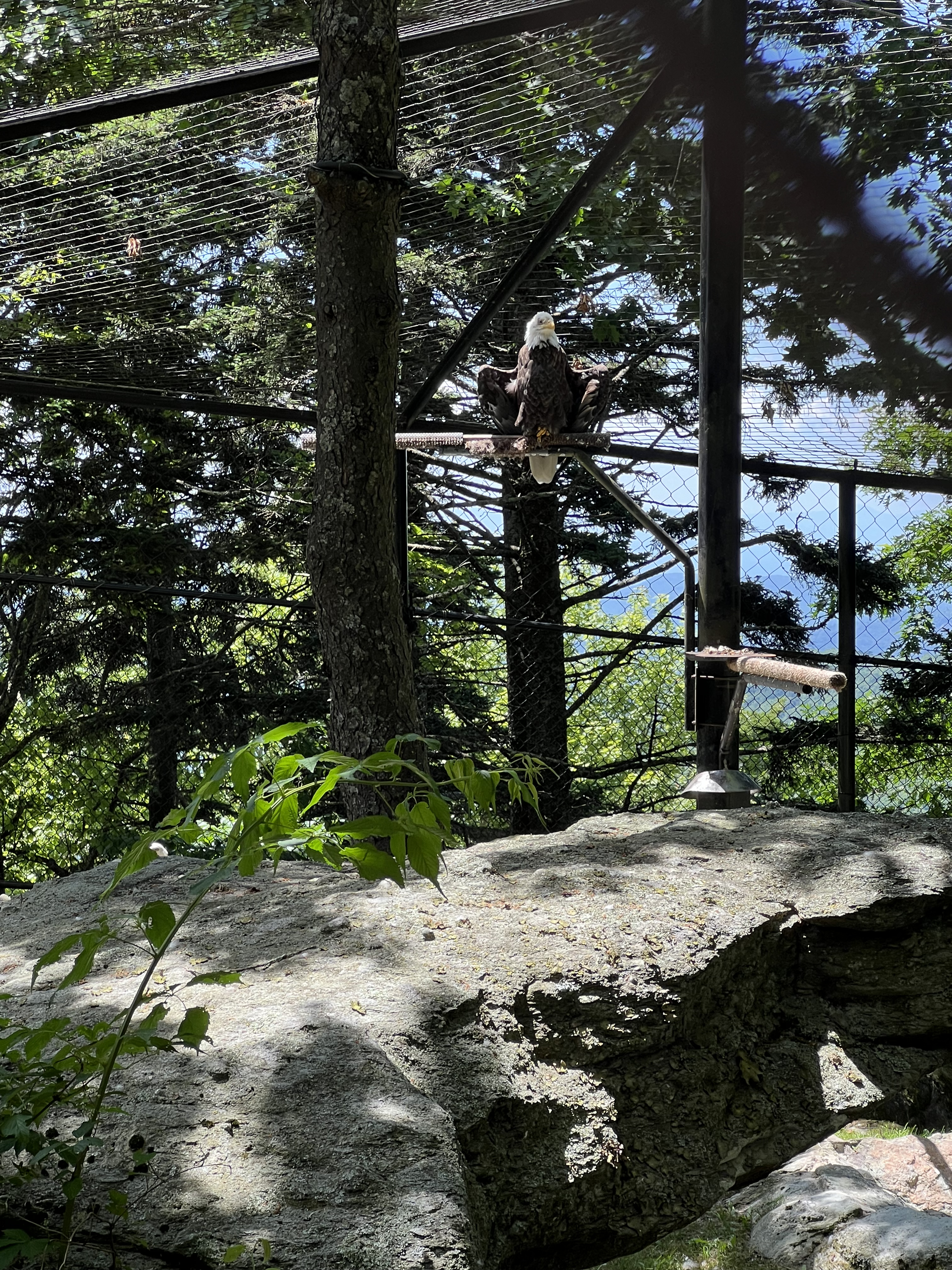 ./2024/08 - Banner Elk/Grandfather Mountain/IMG_1958.jpg